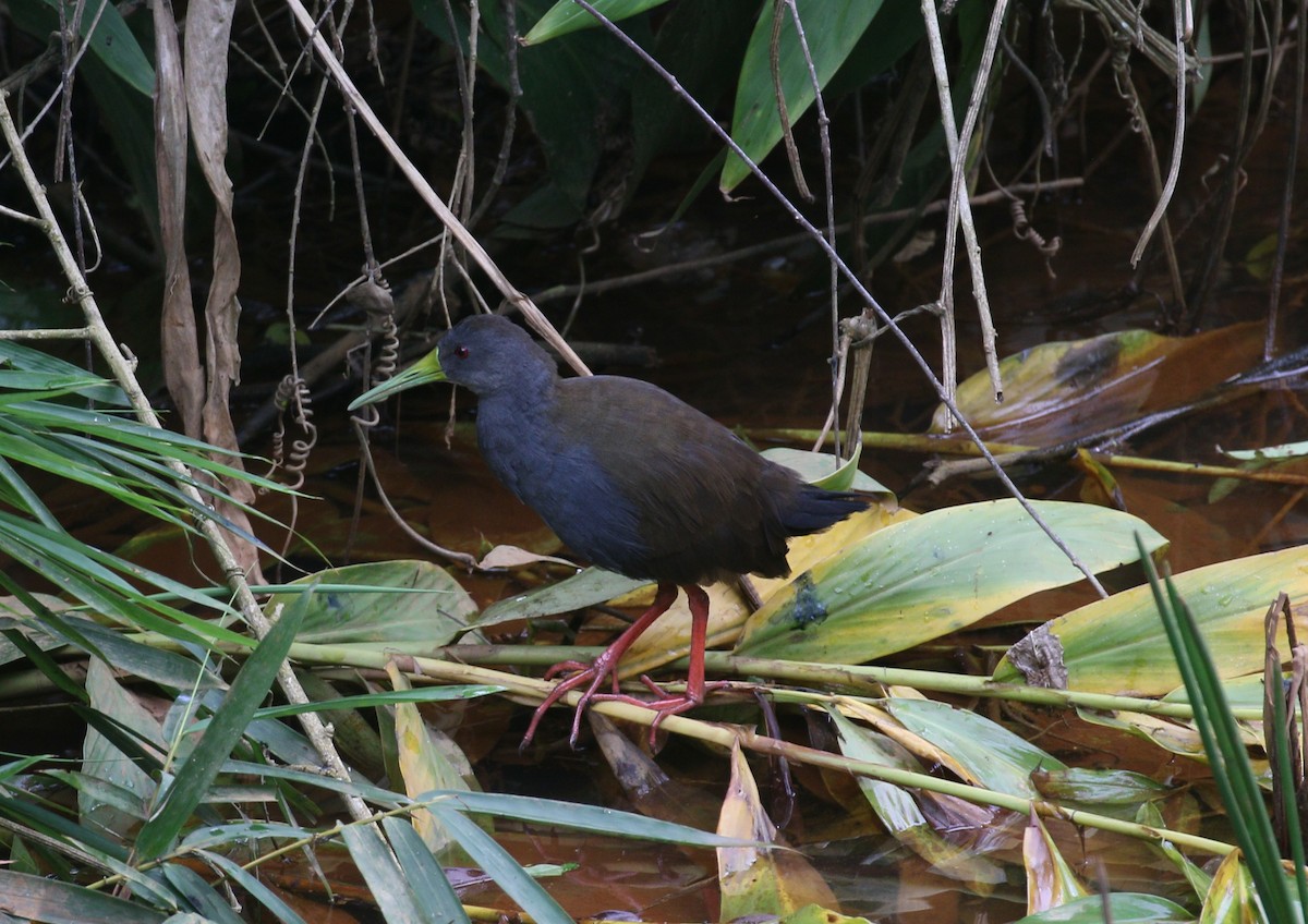 Blackish Rail - ML216129211