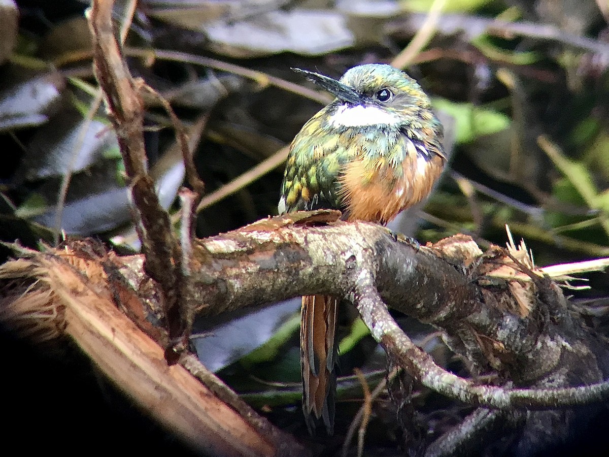 Rufous-tailed Jacamar - ML216129261