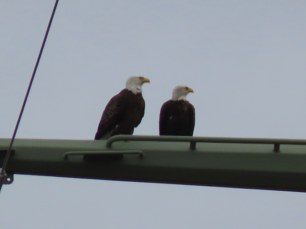 Bald Eagle - ML216131281