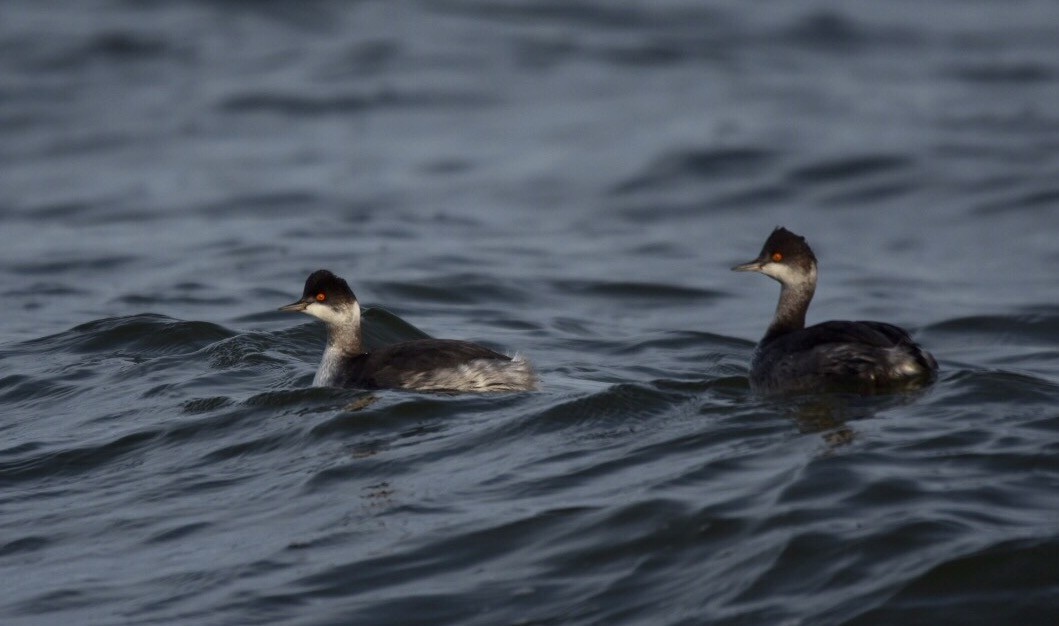 Eared Grebe - ML21613231