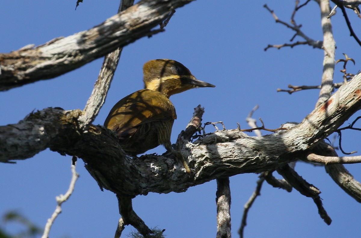 Golden-green Woodpecker - simon walkley