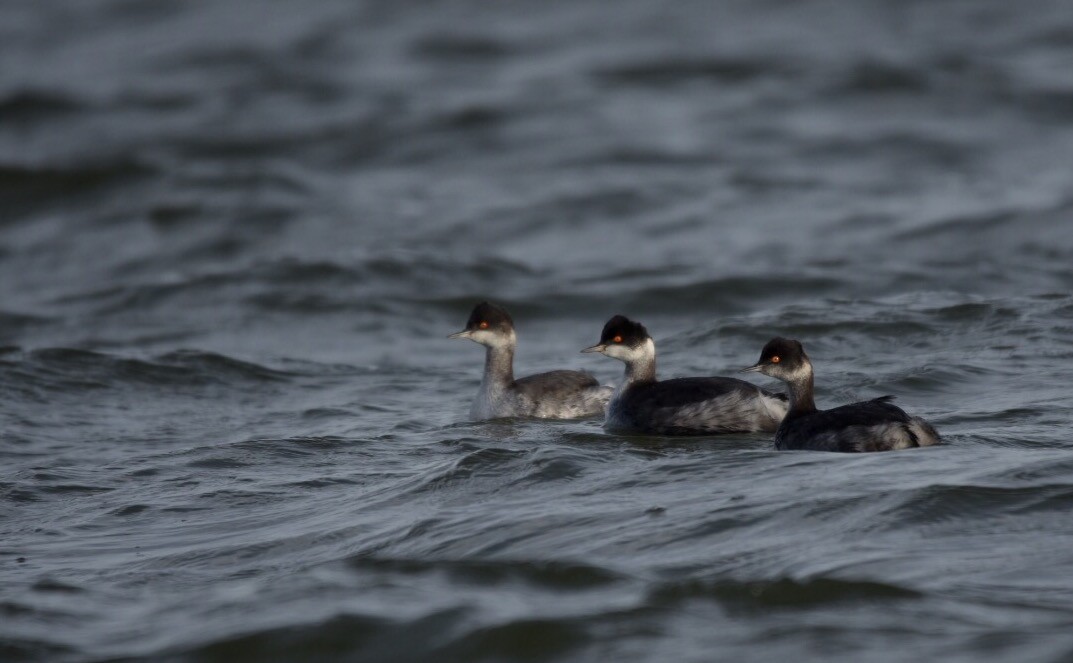 Eared Grebe - ML21613261