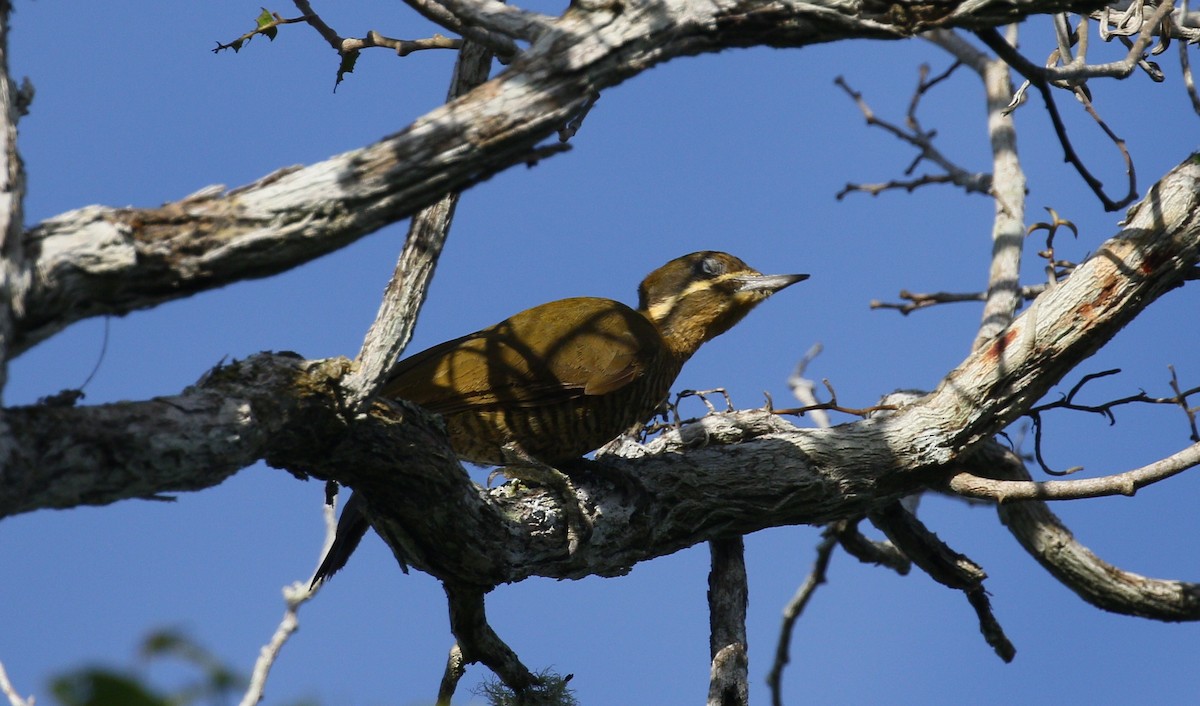 Golden-green Woodpecker - ML216132611