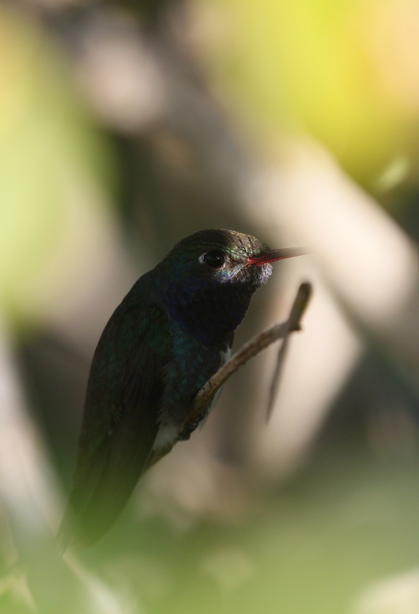 kolibřík safírový - ML216132821