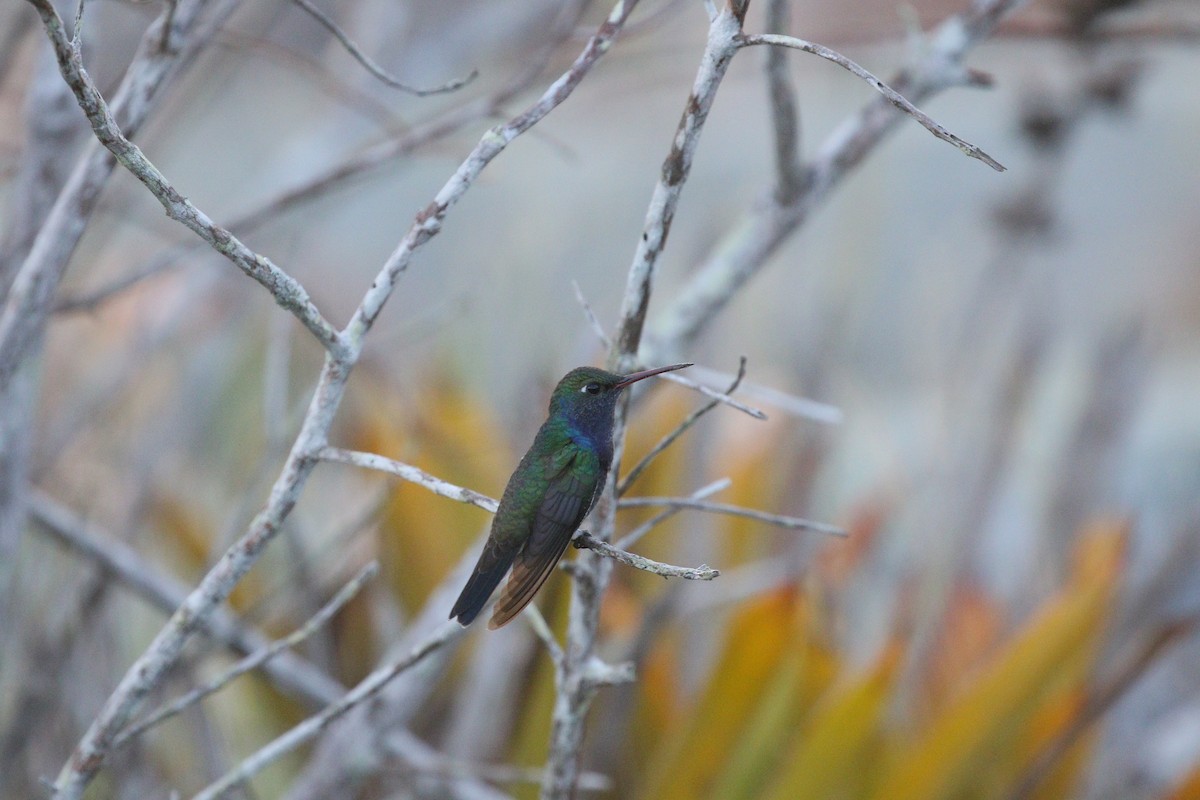 kolibřík safírový - ML216132841