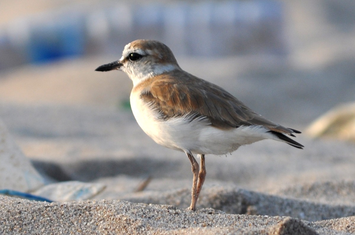 White-fronted Plover - ML216133101