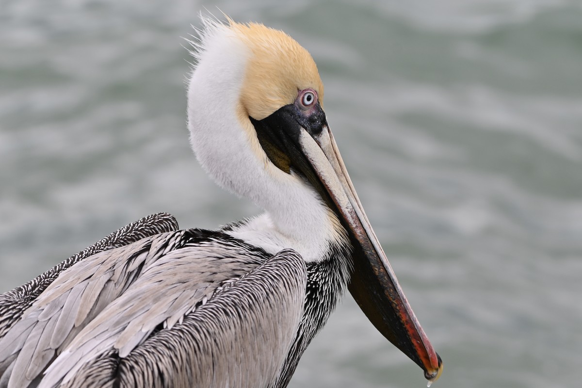 Brown Pelican - ML216133181