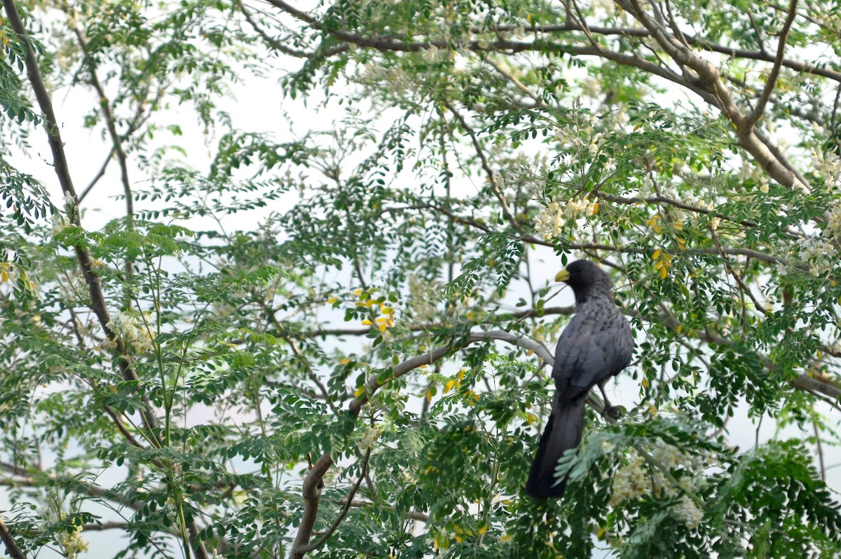 Turaco Gris Occidental - ML216133851