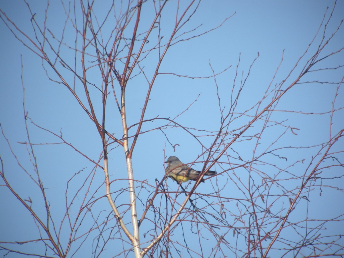 Cassin's Kingbird - ML216134131