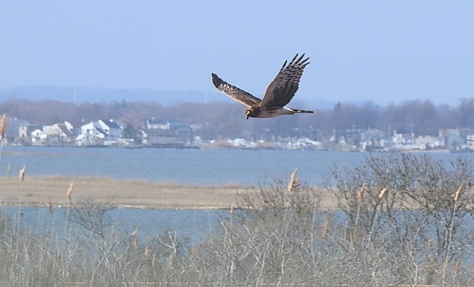 Northern Harrier - ML216134621