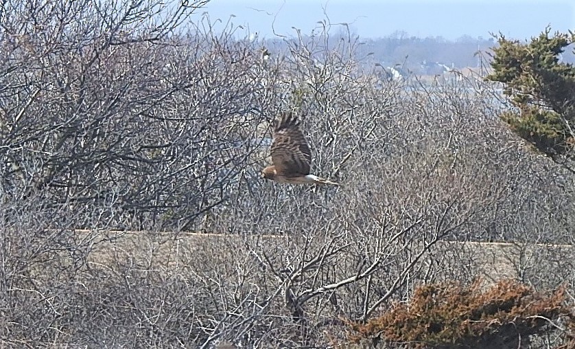 Northern Harrier - ML216134641