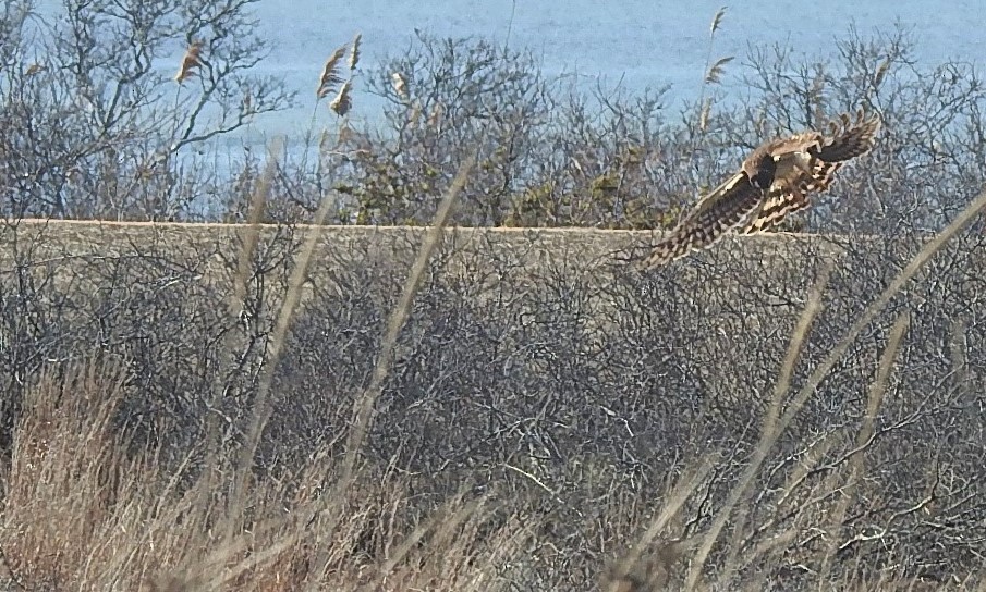 Northern Harrier - ML216134681