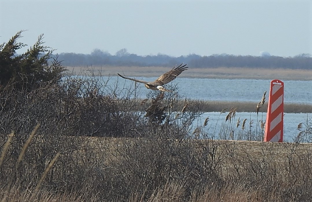 Aguilucho de Hudson - ML216134701