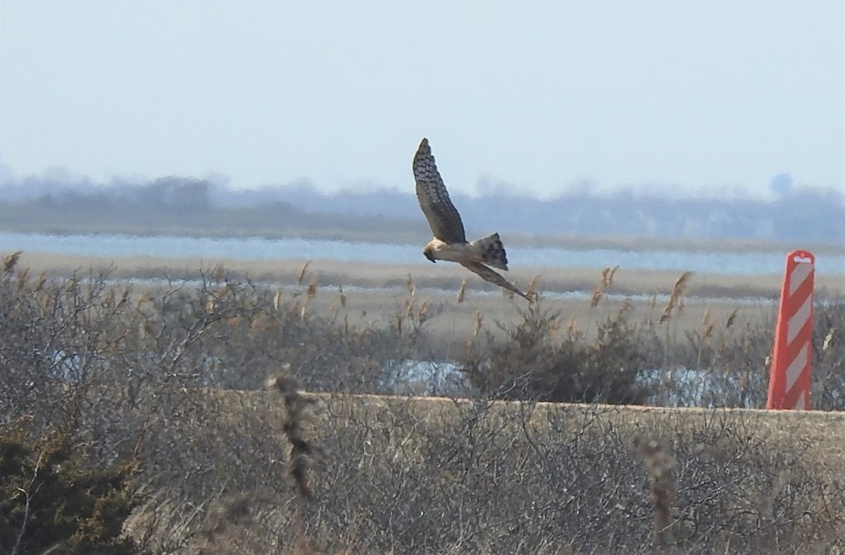 Aguilucho de Hudson - ML216134751