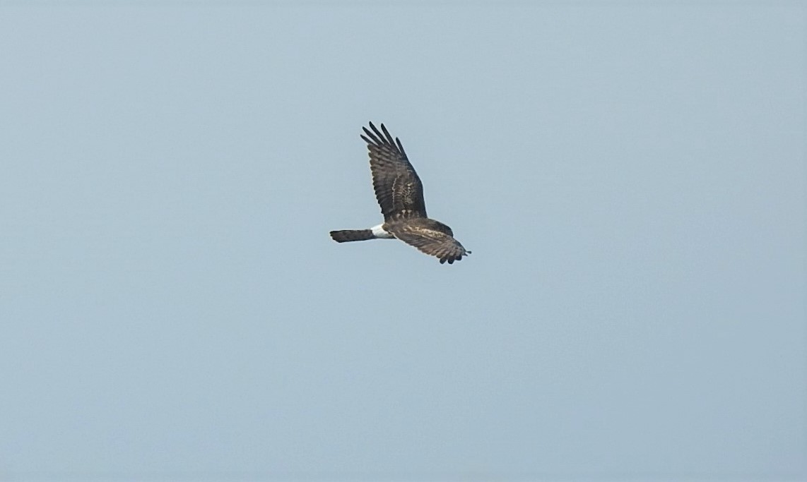 Aguilucho de Hudson - ML216134771