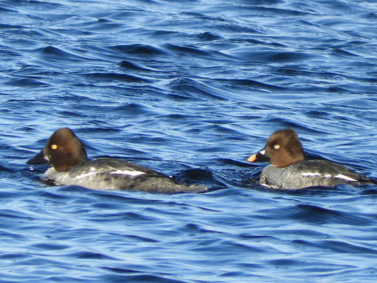 Common Goldeneye - ML216134881