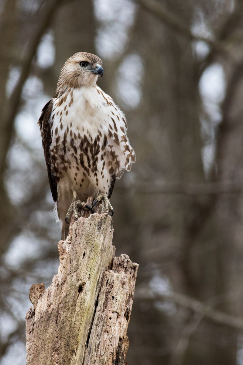Red-tailed Hawk - ML216135641