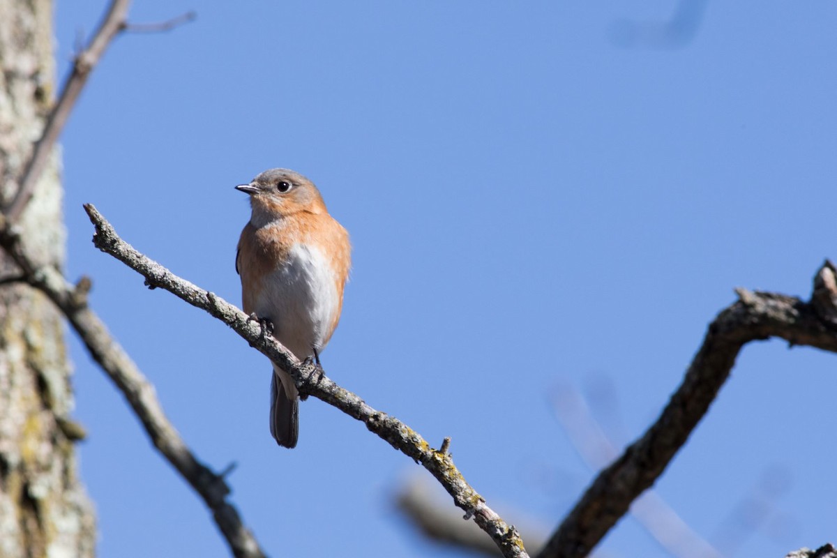 Eastern Bluebird - ML216135871