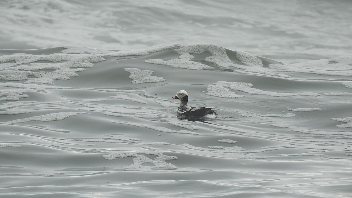 Long-tailed Duck - Vincent Glasser