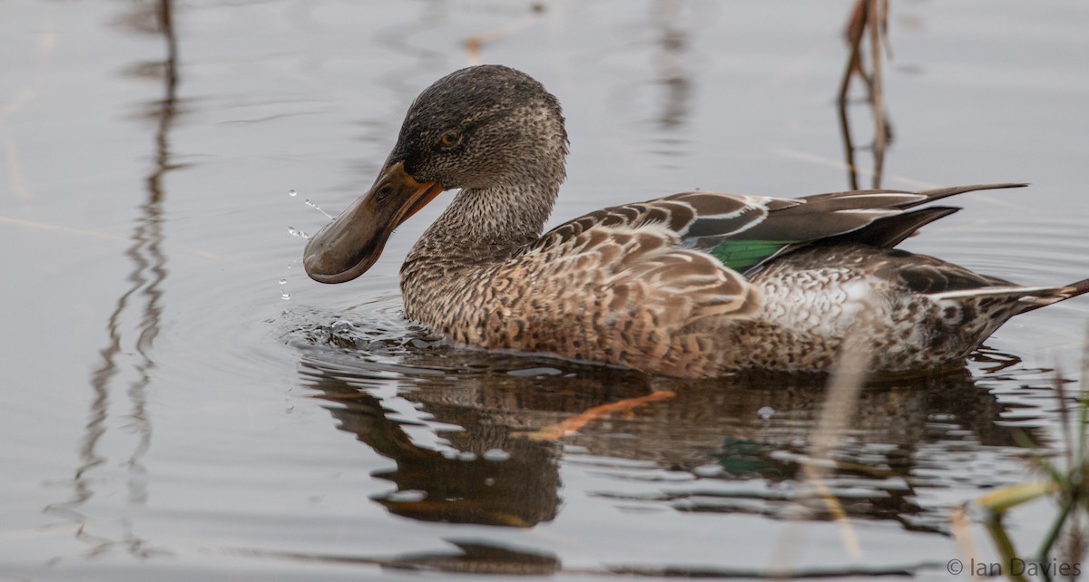 Northern Shoveler - Ian Davies