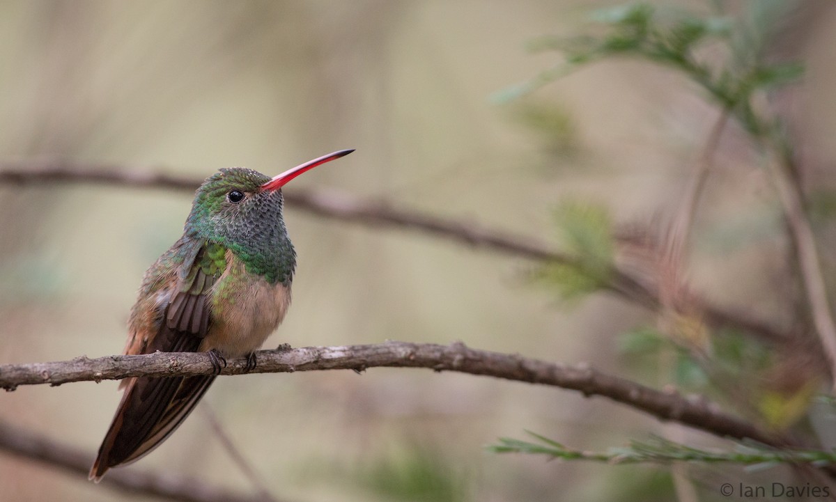 Buff-bellied Hummingbird - Ian Davies