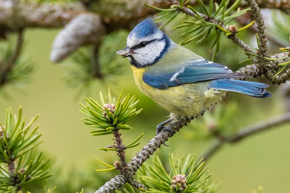 Eurasian Blue Tit - ML216137561