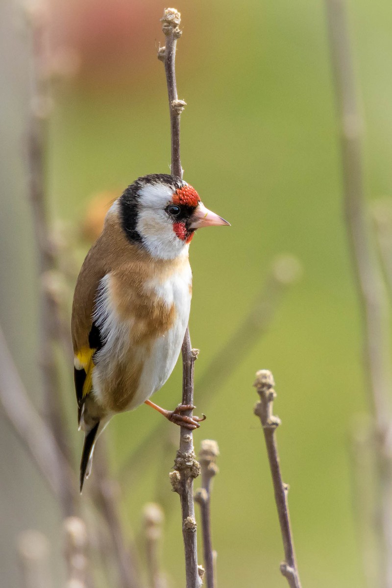 European Goldfinch - ML216137751