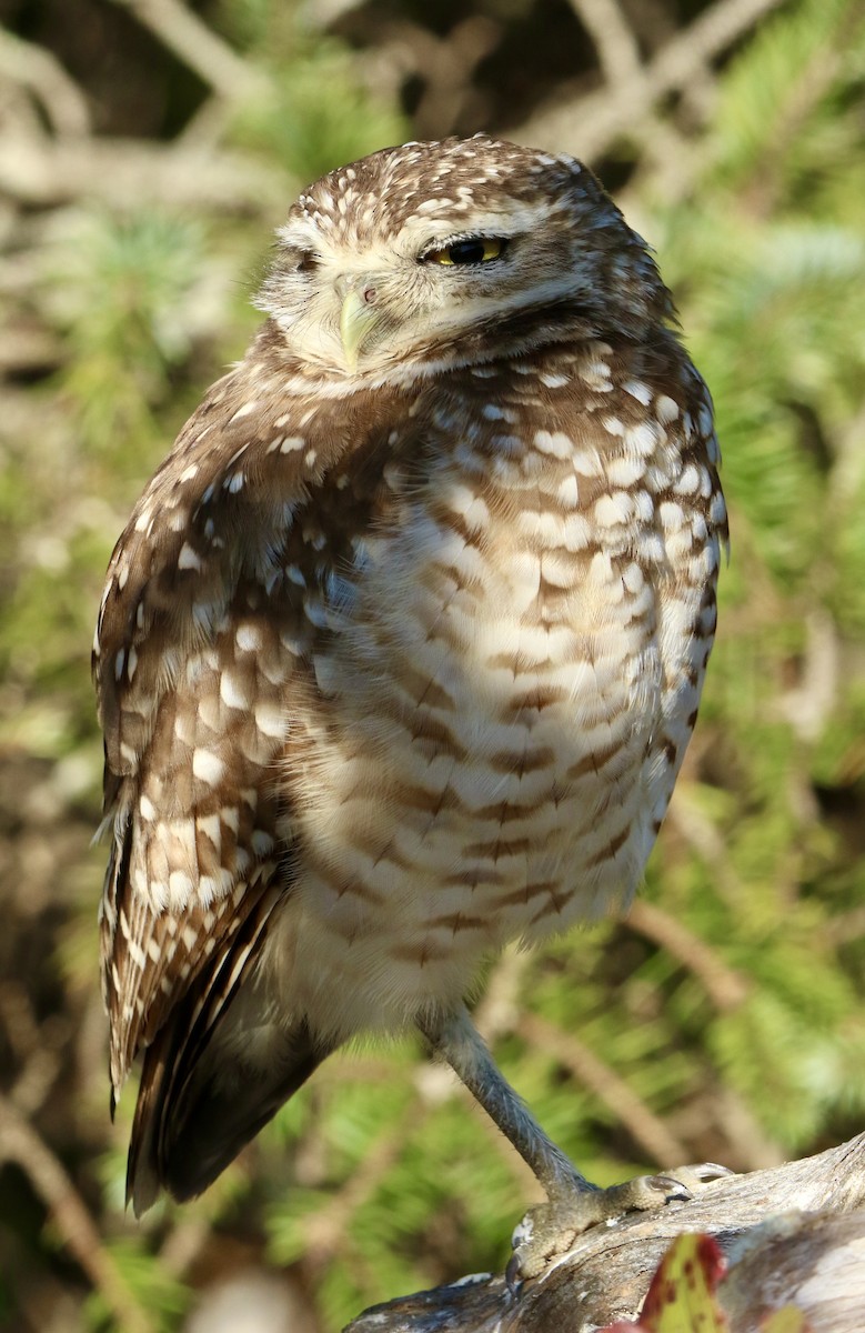 Burrowing Owl - ML216138271