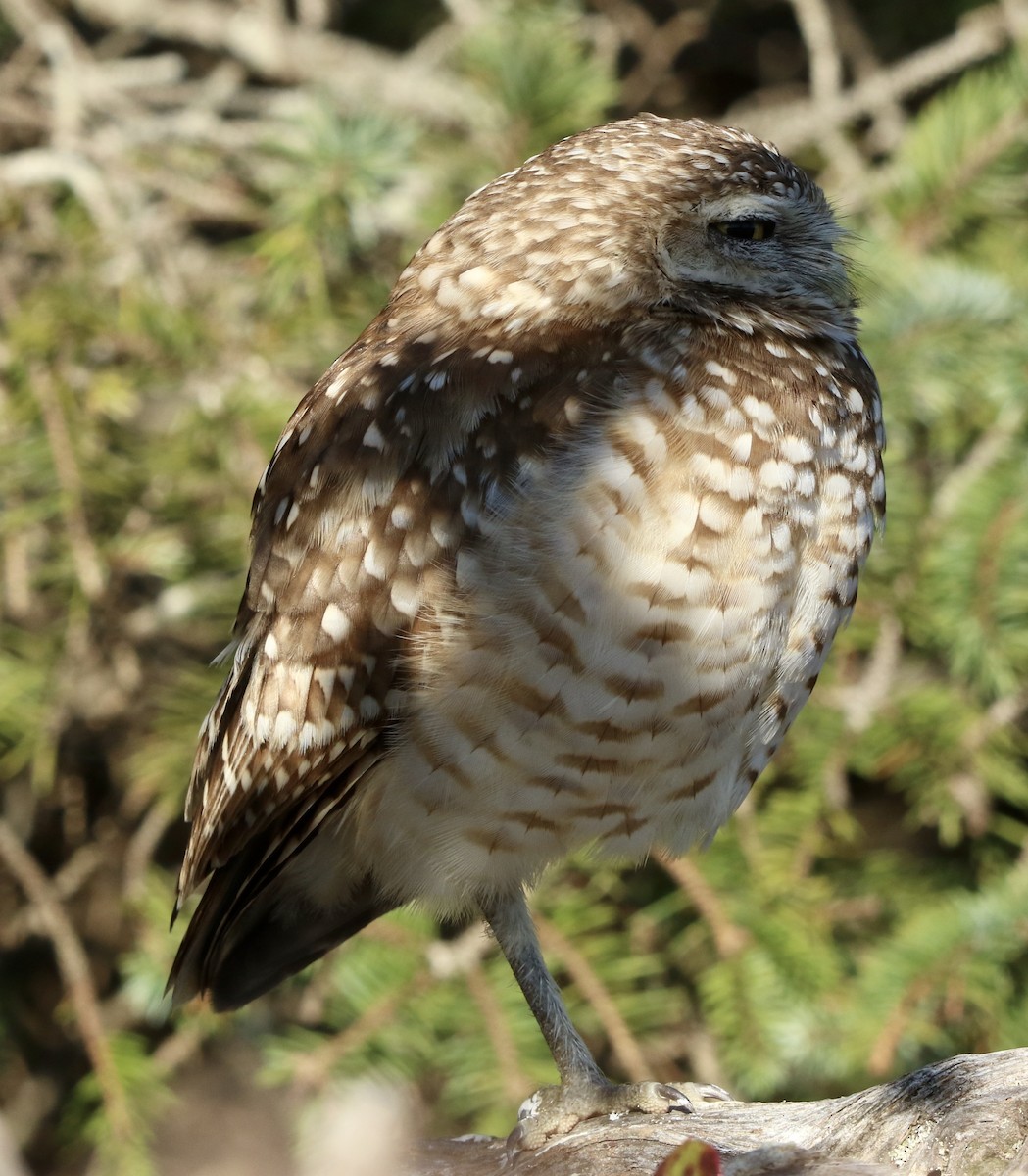 Burrowing Owl - ML216138321