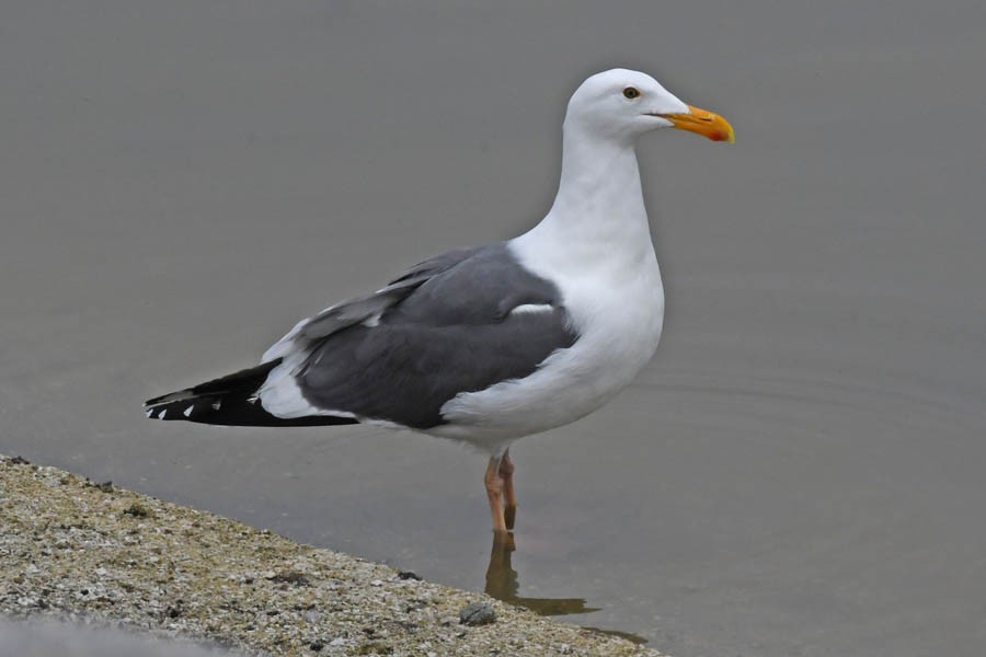 Western Gull - Troy Hibbitts