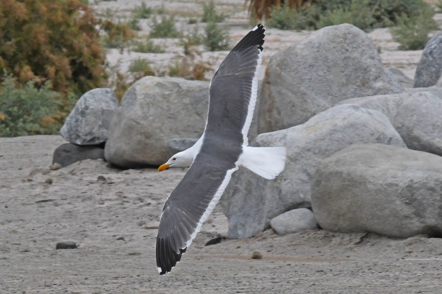 Western Gull - Troy Hibbitts