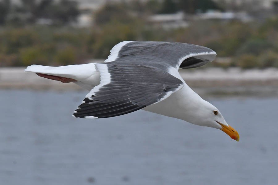 Western Gull - Troy Hibbitts