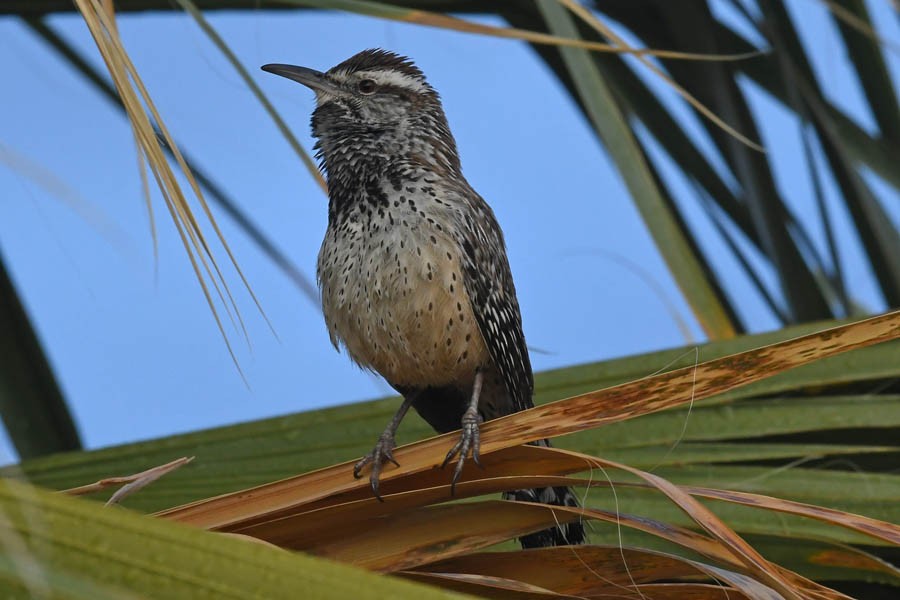 Cactus Wren - Troy Hibbitts