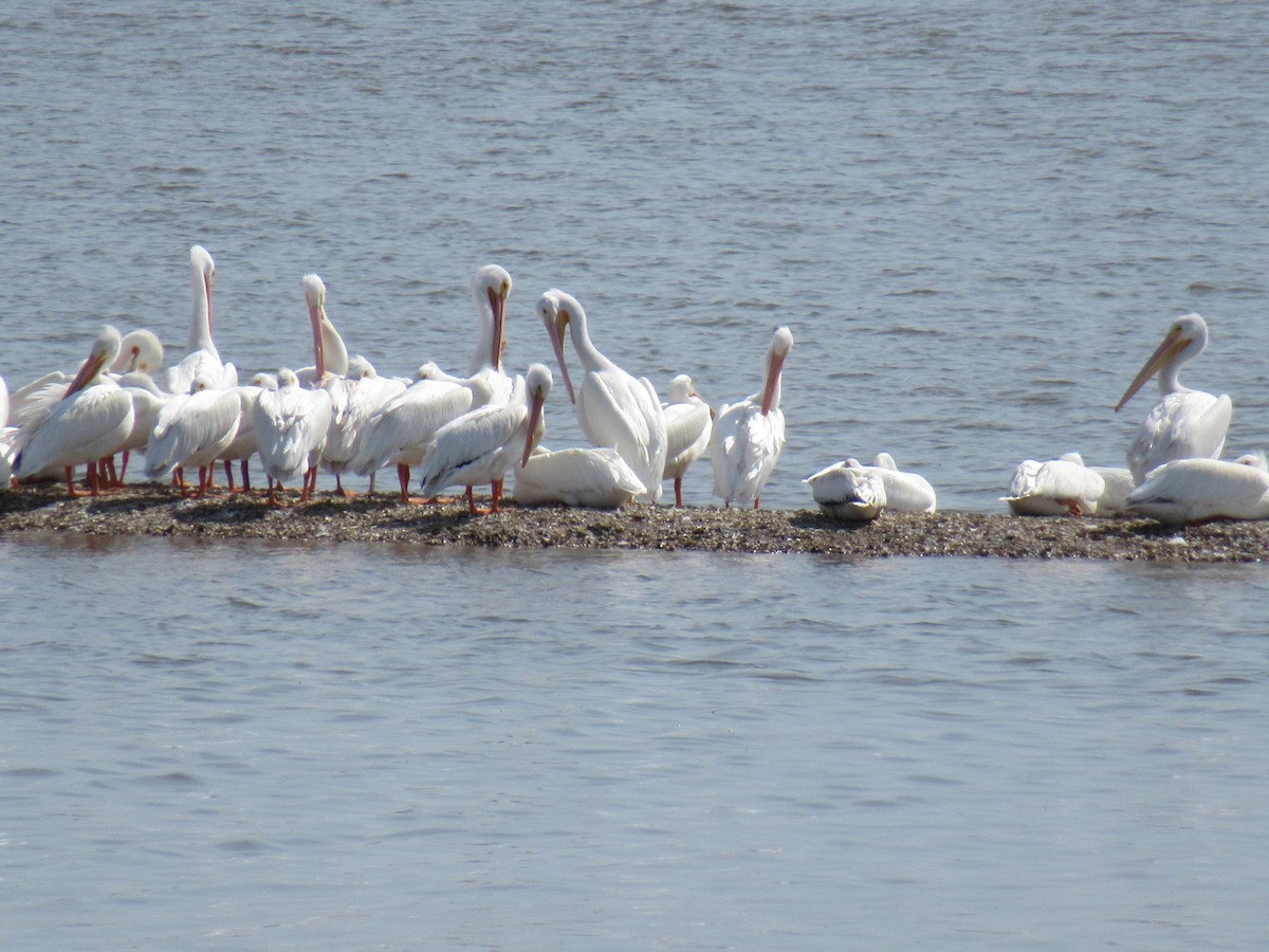 American White Pelican - Claudia Ahrens