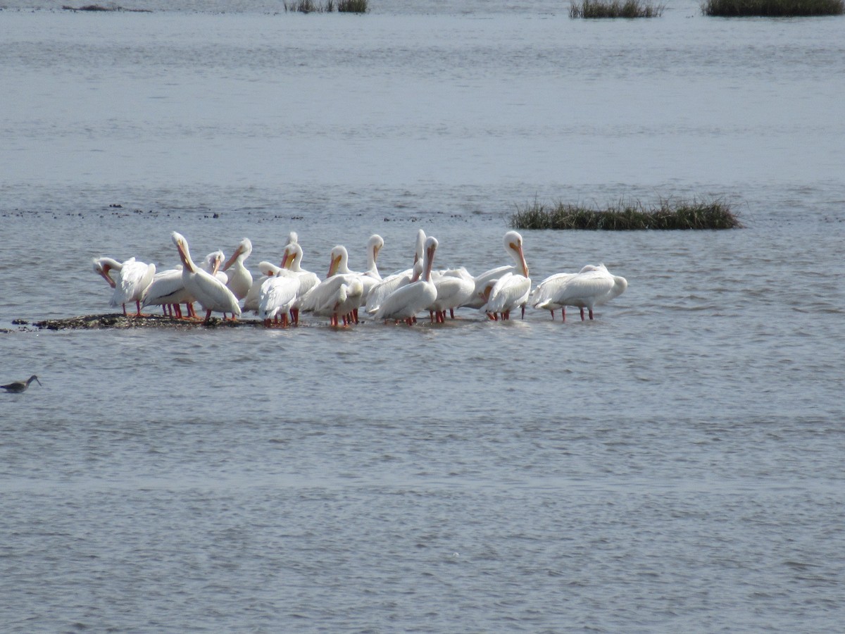 American White Pelican - ML216141401