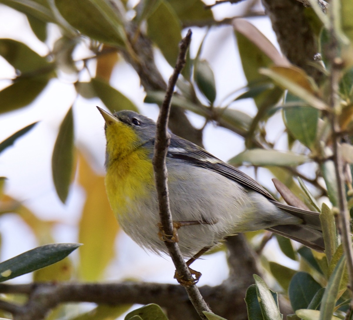 Northern Parula - ML216141441