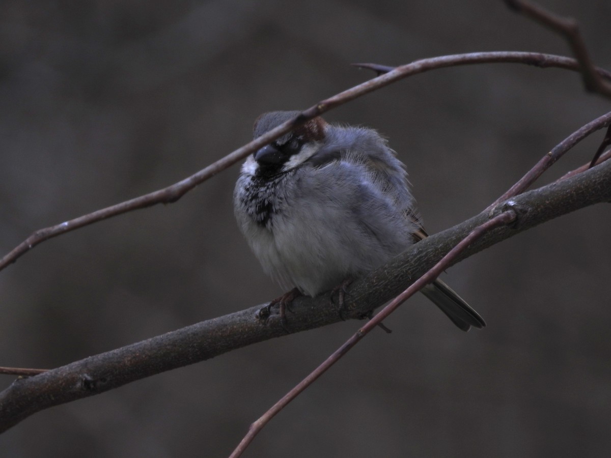 House Sparrow - ML216142131