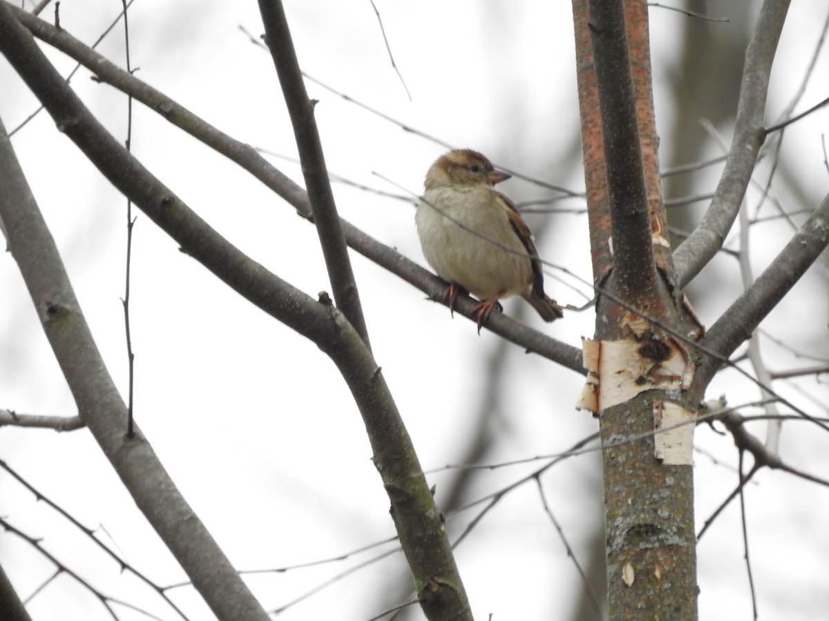House Sparrow - ML216142161