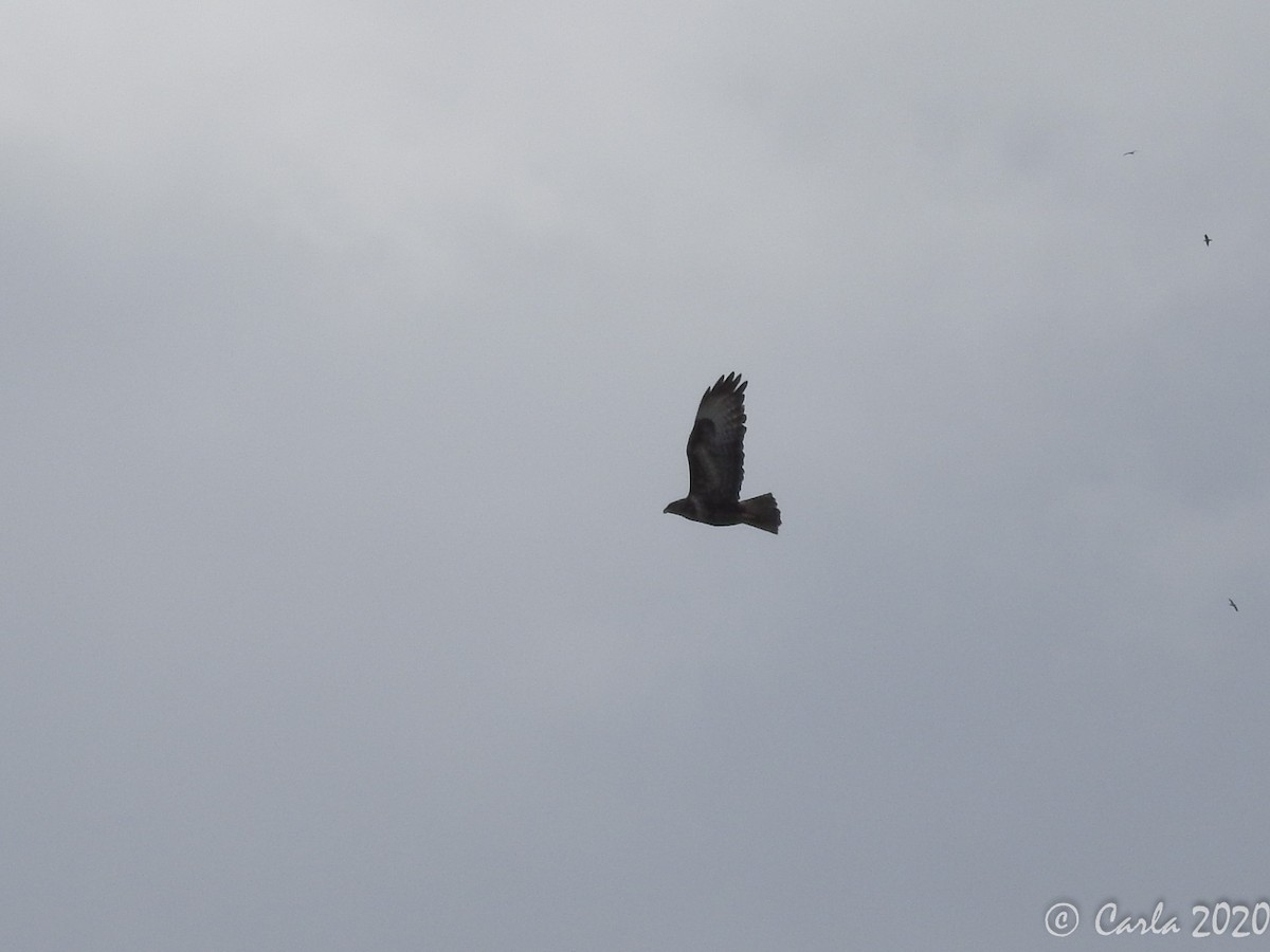 Common Buzzard (Azores) - ML216147341