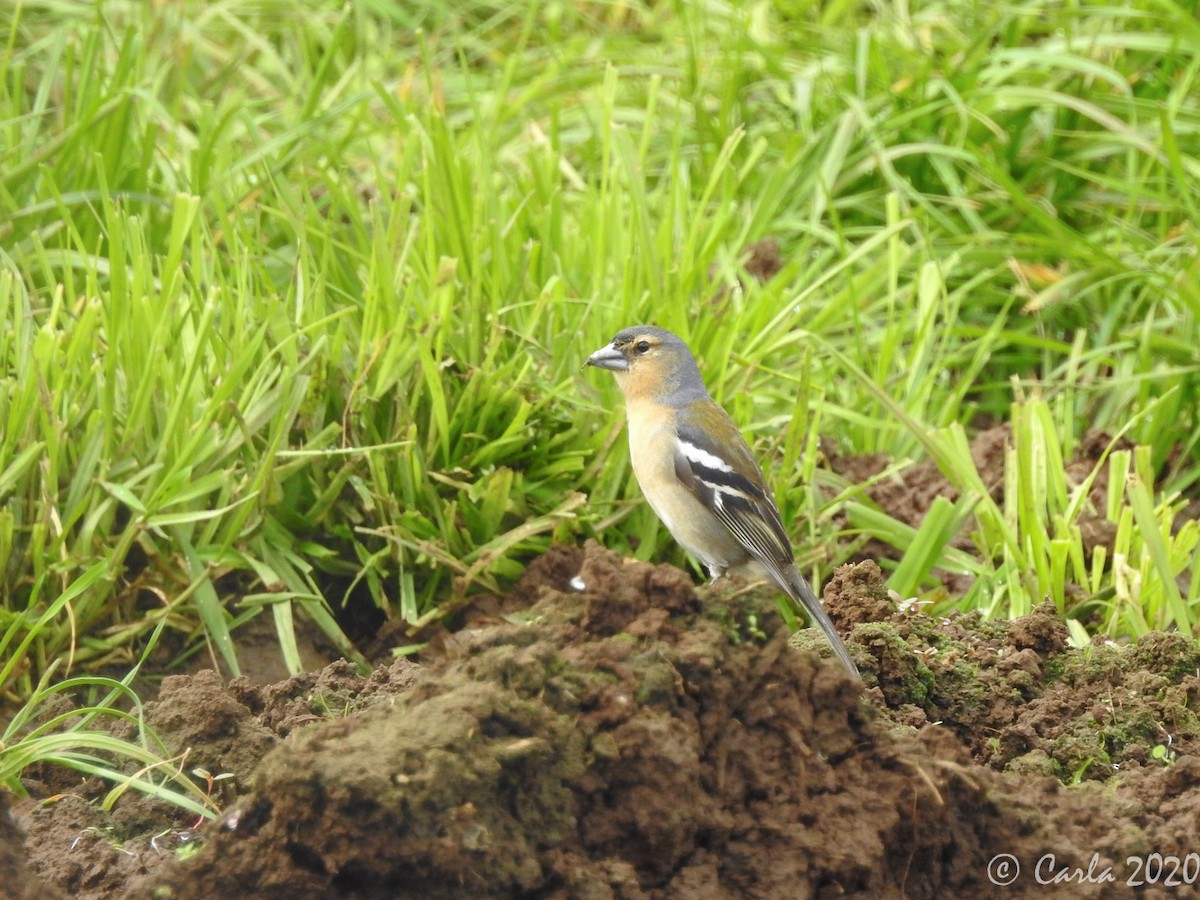 Azores Chaffinch - ML216147411