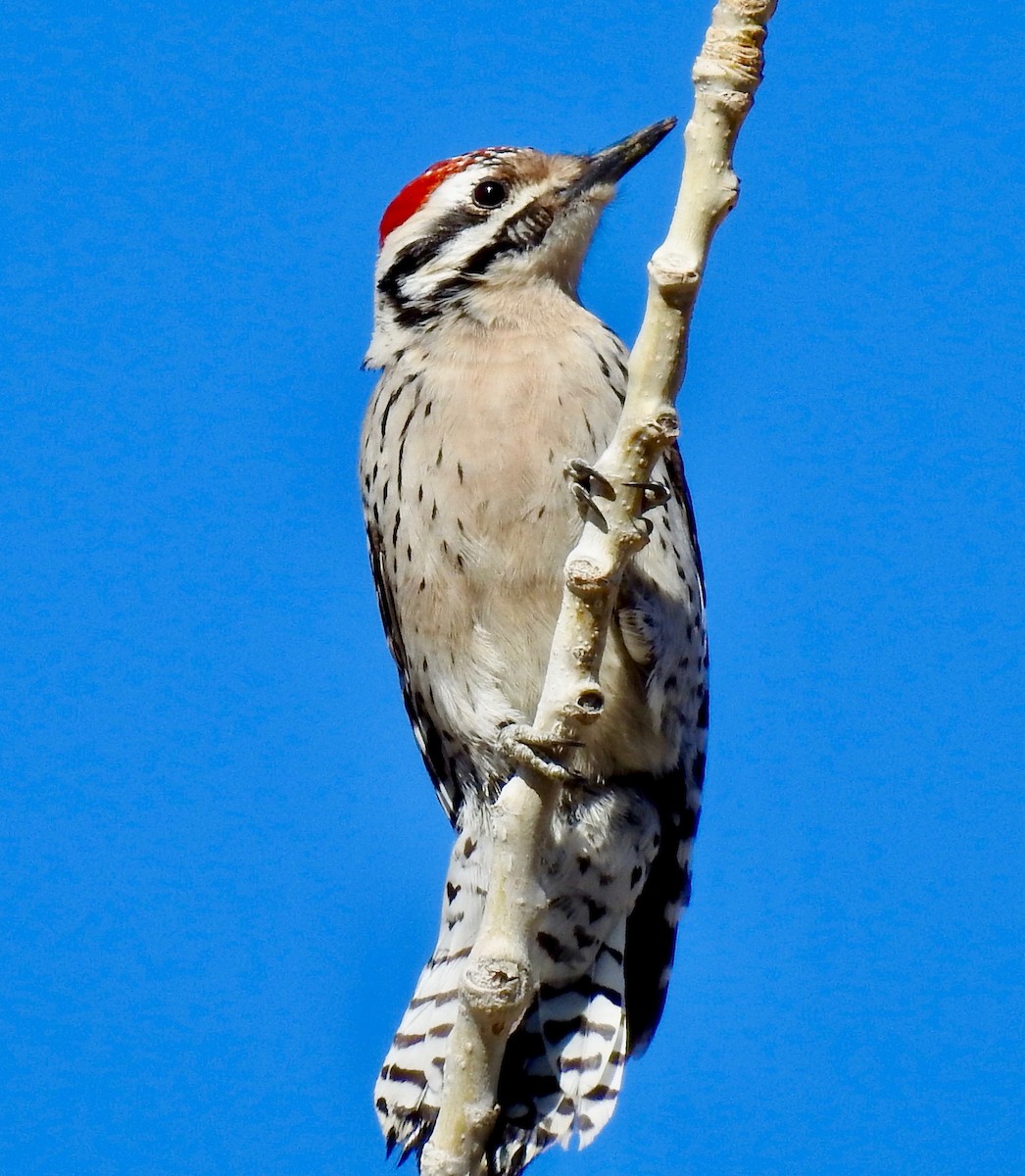 Ladder-backed Woodpecker - ML216150421
