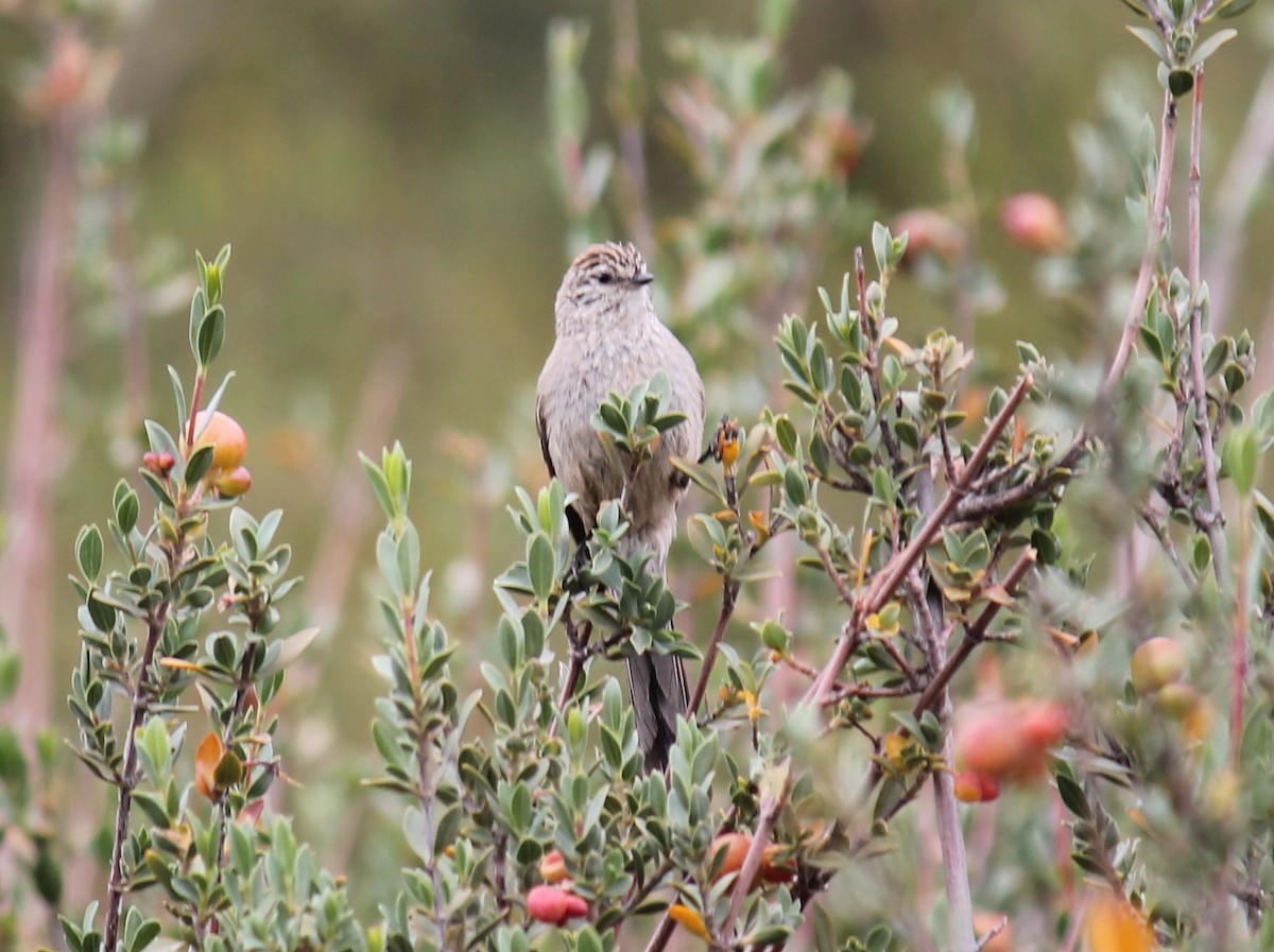 Plain-mantled Tit-Spinetail - ML216151471