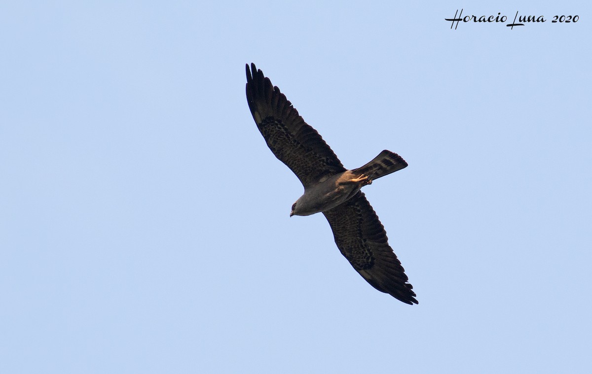 Mississippi Kite - ML216154081