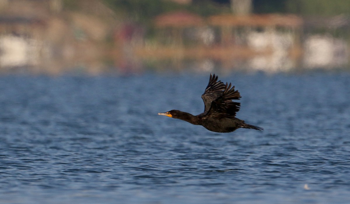 Double-crested Cormorant - ML216154961