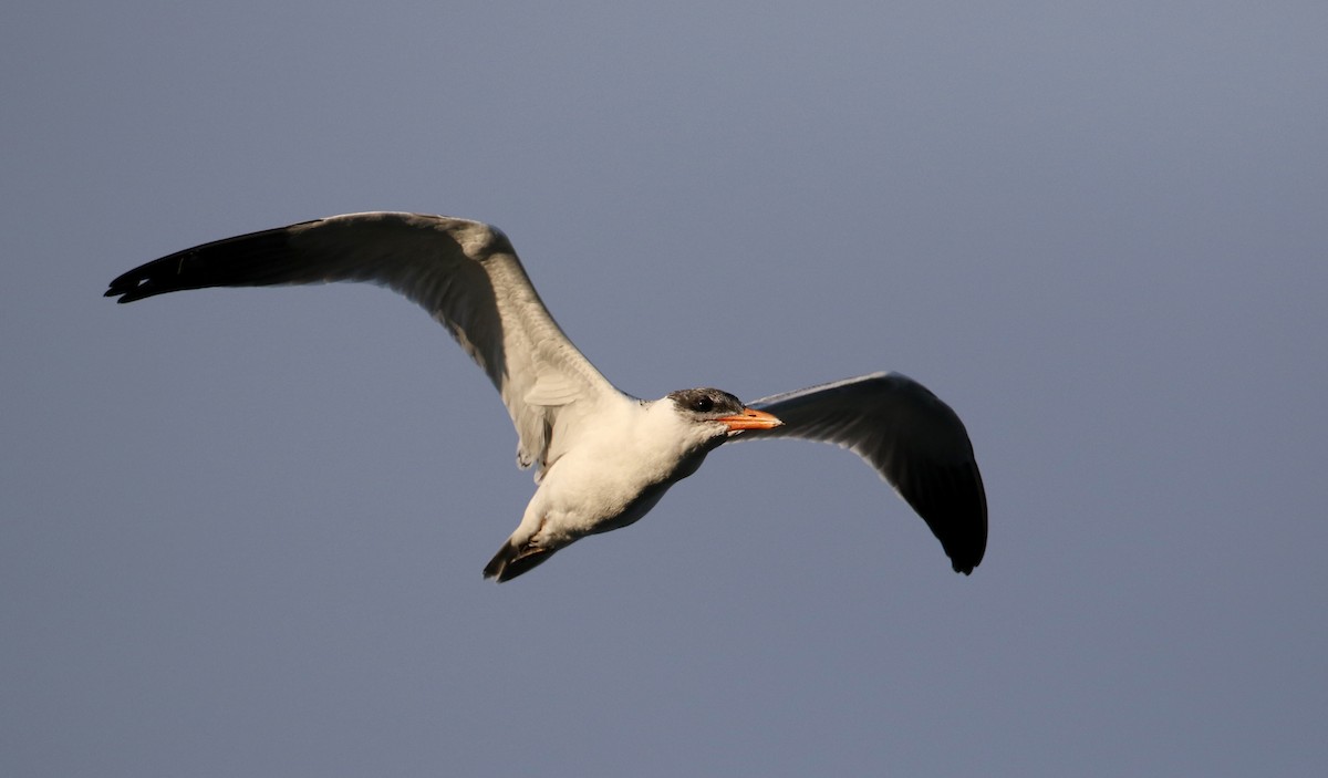 Caspian Tern - ML216155001