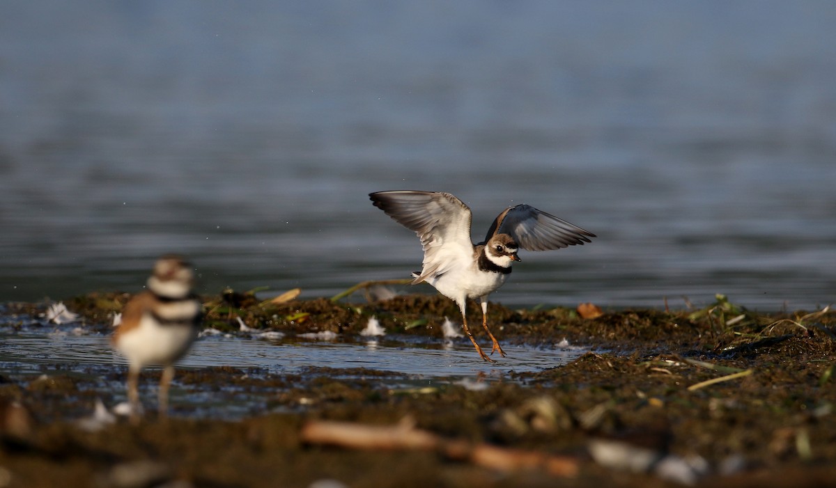 Semipalmated Plover - Jay McGowan