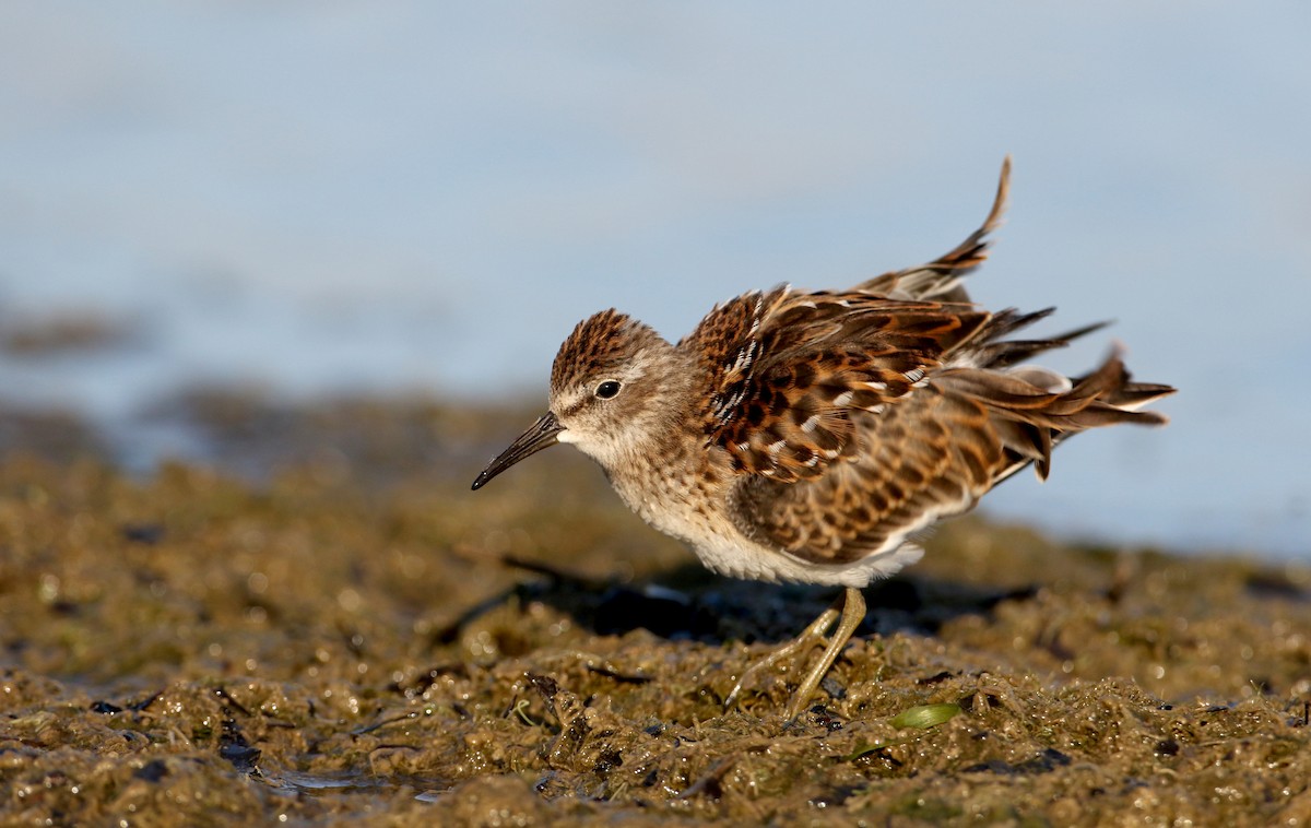 Least Sandpiper - ML216157021