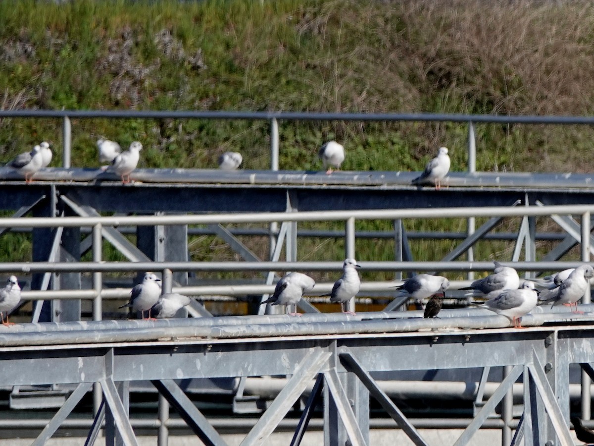 Bonaparte's Gull - Norman Uyeda