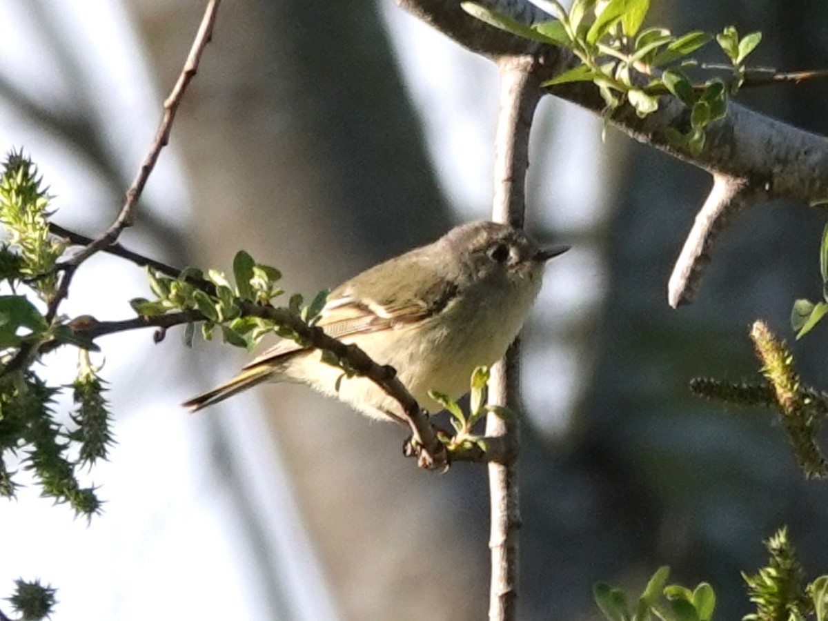 Hutton's Vireo - Norman Uyeda