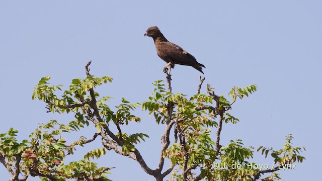 Brown Snake-Eagle - ML216157731